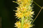 Fox sedge